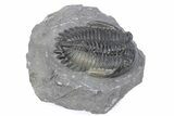 Multi-Toned Hollardops Trilobite Fossil - Ofaten, Morocco #381255-3
